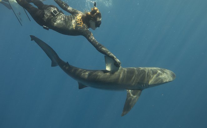 Maui Shark Mystery - De la película