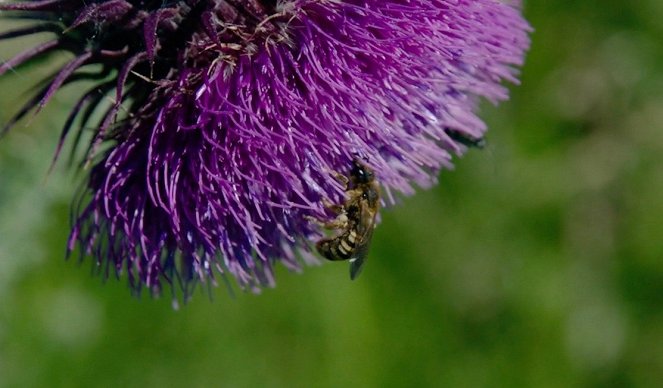 Eine Welt ohne... - Eine Welt ohne Insektensterben - Kuvat elokuvasta