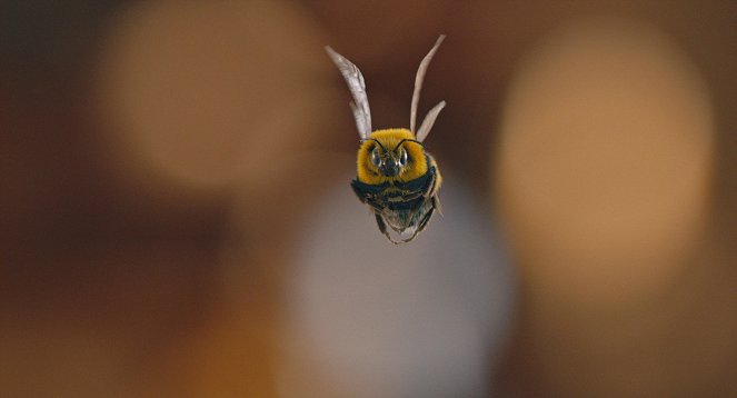 A férfi a méh ellen - 1. fejezet - Filmfotók