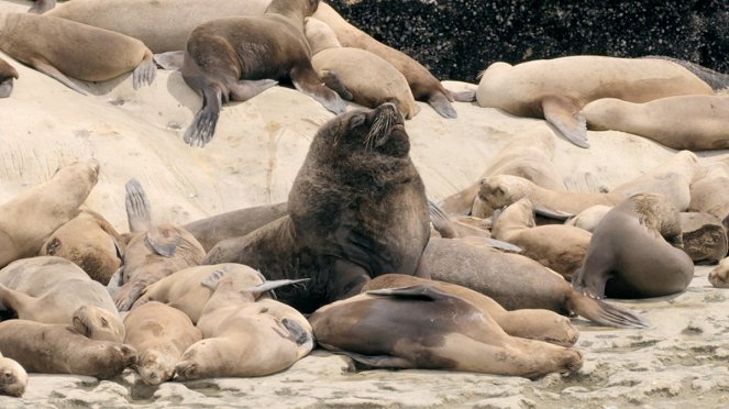 Wild Argentina - Film