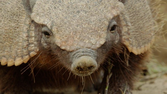 Wild Argentina - De filmes