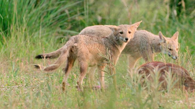 Wild Argentina - De la película