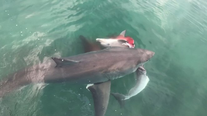 Unersättlich: Haie, die alles fressen - Filmfotos