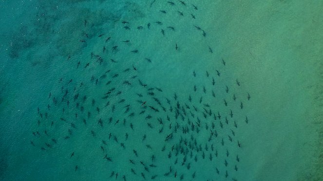 Žraloci z ptačí perspektivy - Z filmu
