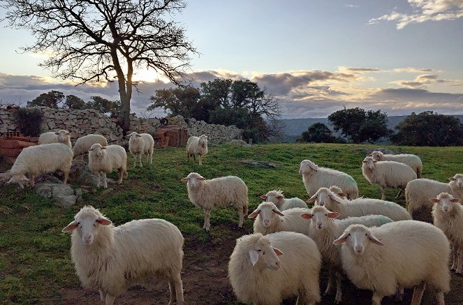Planeta ovcí - Z filmu