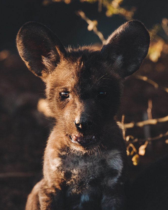 Tierkinder der Wildnis - Lyca, die Wildhündin - Filmfotók