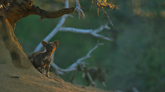 Tierkinder der Wildnis - Lyca, die Wildhündin - Kuvat elokuvasta