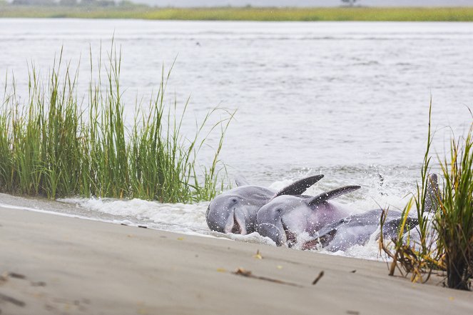 America the Beautiful - Waterland - Do filme