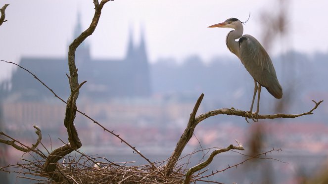 Universum: Prag - Eine fabelhaft wilde Stadt - Filmfotos
