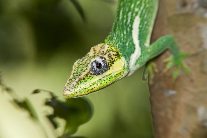 Geheimnisvolle Leguane - Wenn Evolution sich wiederholt - Filmfotos