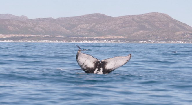 Rivalen: Haie vs. Orcas - Filmfotos