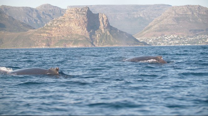Kardszárnyú delfinek a nagy fehércápák ellen - Filmfotók