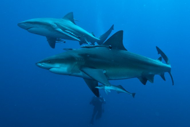 Backyard Bull Shark - Film