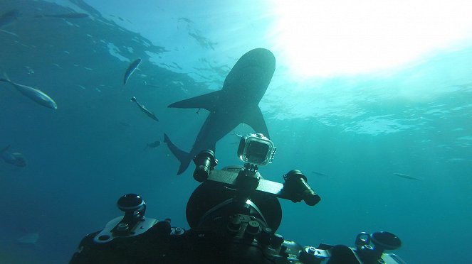 Bullenhaie - In neuen Gewässern - Filmfotos