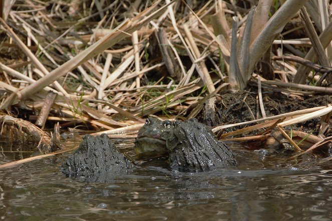 Africa River Wild - Film