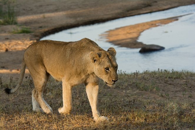 Africa River Wild - Kuvat elokuvasta