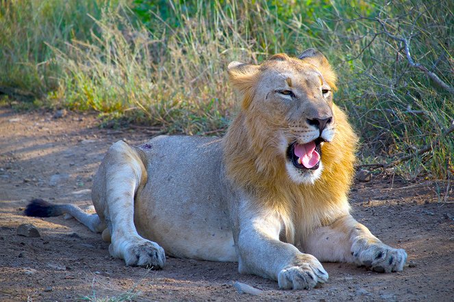 Kwandwe - Die Rückkehr der Löwen - Filmfotók