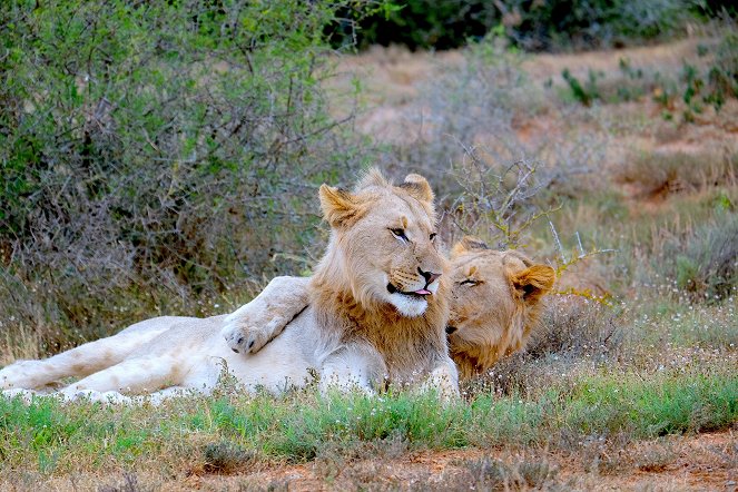 Kwandwe - Die Rückkehr der Löwen - Photos
