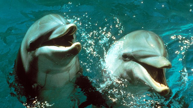 De dag van de dolfijn - Van film
