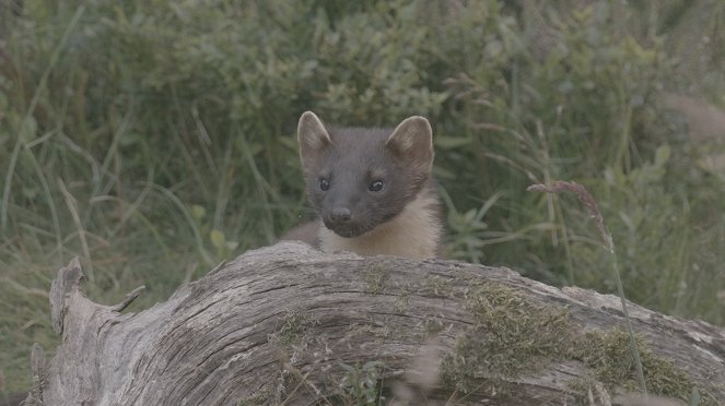 Skotlannin villi luonto ja vuodenkierto - Kuvat elokuvasta