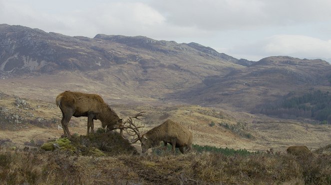 Skotlannin villi luonto ja vuodenkierto - Kuvat elokuvasta