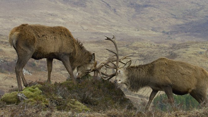 Scotland: A Wild Year - Film