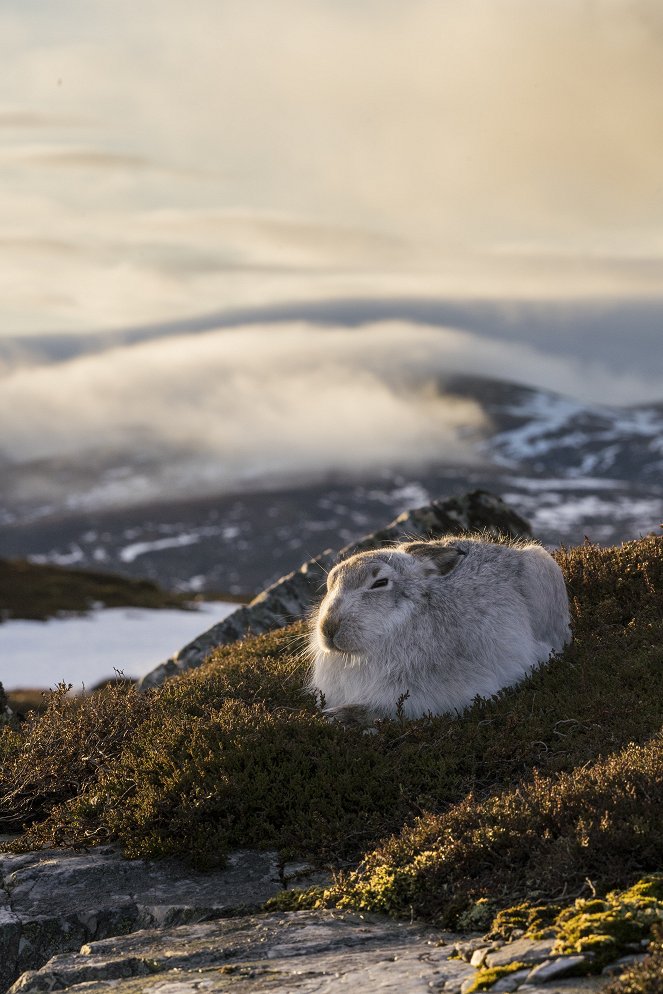 Scotland: A Wild Year - Filmfotos
