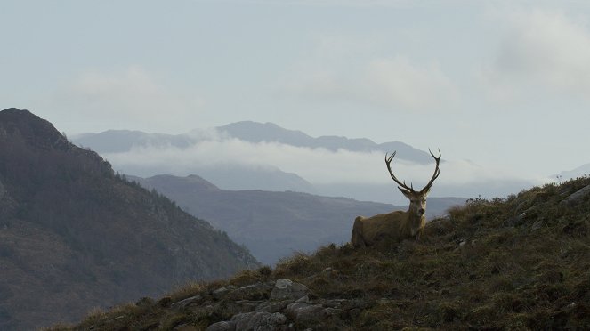 Scotland: A Wild Year - De la película
