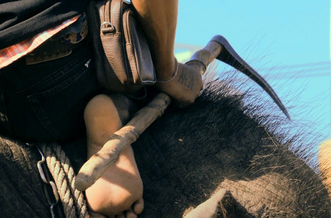 Elephant Mother - De la película