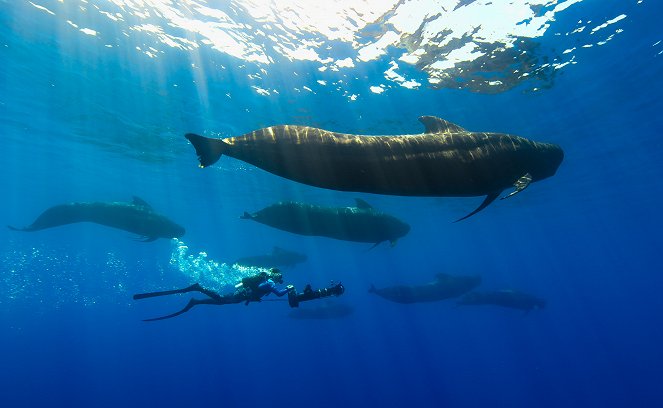 Epic Adventures with Bertie Gregory - Dolphin Quest - Z filmu