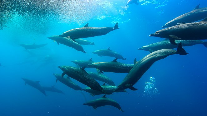 Výprava za delfíny - 