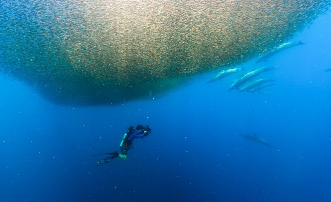 Epic Adventures with Bertie Gregory - Dolphin Quest - Photos