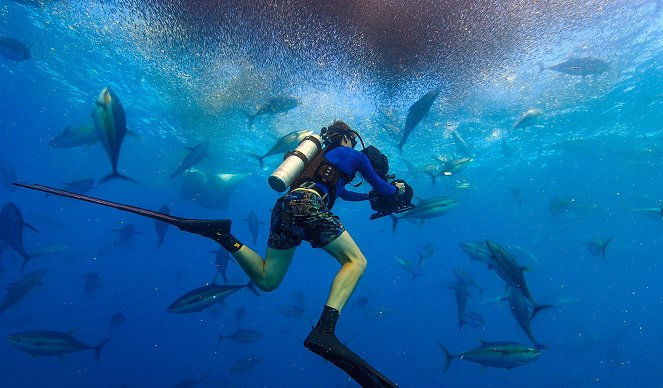 Epic Adventures with Bertie Gregory - Dolphin Quest - Photos