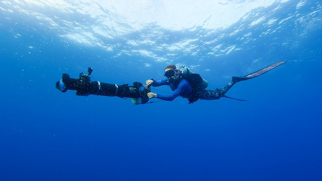 Epic Adventures with Bertie Gregory - Dolphin Quest - Photos - Bertie Gregory