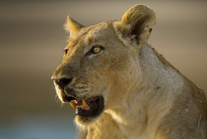 Epic Adventures with Bertie Gregory - Battle of the Beasts - Photos