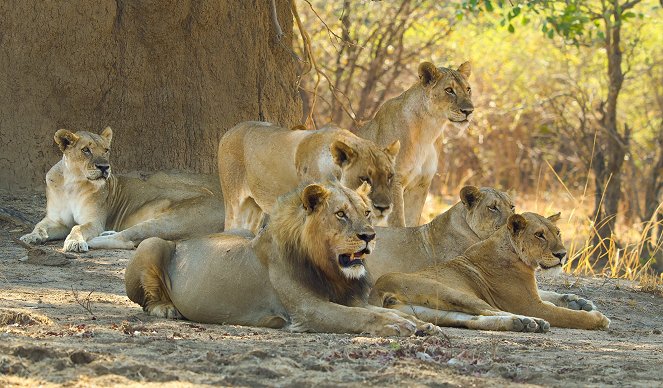 Epic Adventures with Bertie Gregory - Battle of the Beasts - Photos