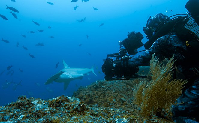 Epic Adventures with Bertie Gregory - Shark Island - Photos
