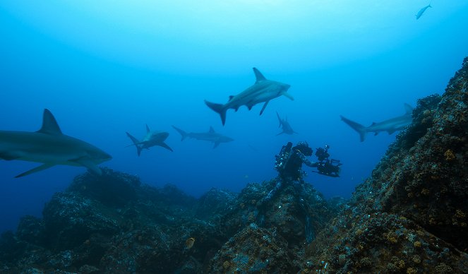Epic Adventures with Bertie Gregory - Shark Island - Kuvat elokuvasta