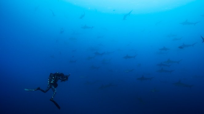 Epic Adventures with Bertie Gregory - Shark Island - Photos