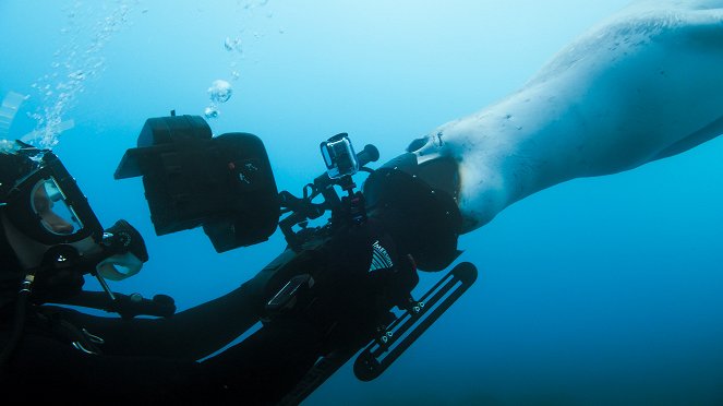 Epic Adventures with Bertie Gregory - Tracking Ocean Giants - Photos