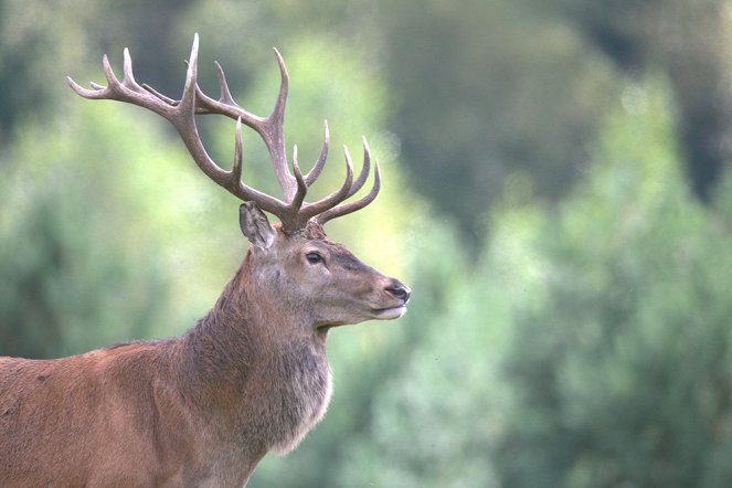 Red Deer - Sex-Symbol of the Old Forest - Photos