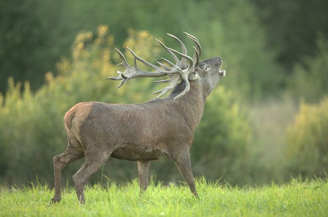 Red Deer - Sex-Symbol of the Old Forest - Photos