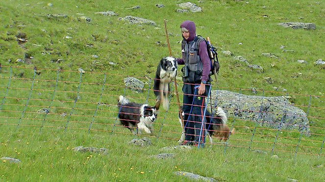 Kuh, Schaf, Wolf und Klima - Almen unter Druck - Photos