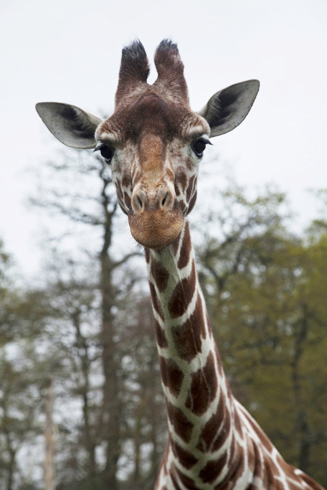 Kurioses aus der Tierwelt - Die Giraffe und das Chamäleon - Filmfotos
