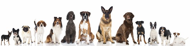 Schopnosti a role psích miláčků v životě člověka - Promo