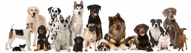 Schopnosti a role psích miláčků v životě člověka - Promo