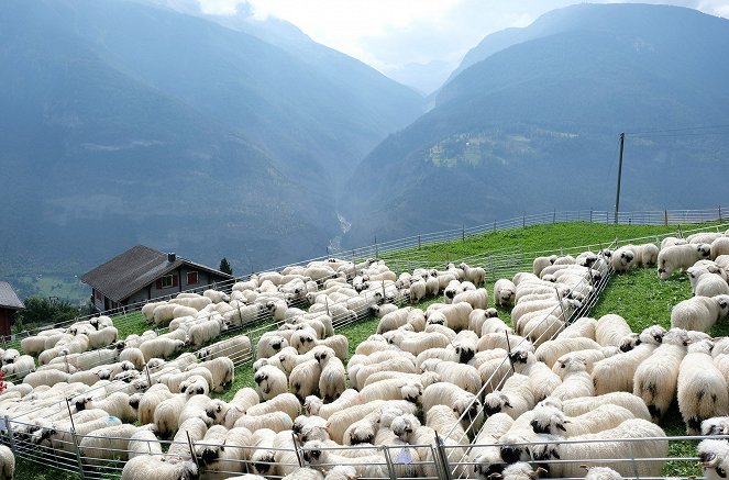 Das schönste Schaf im Wallis - Photos