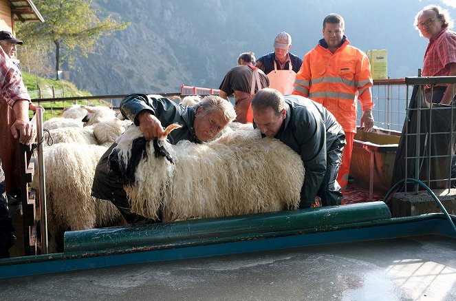 Moutons blancs, nez noirs - Les chouchous du Valais - Photos