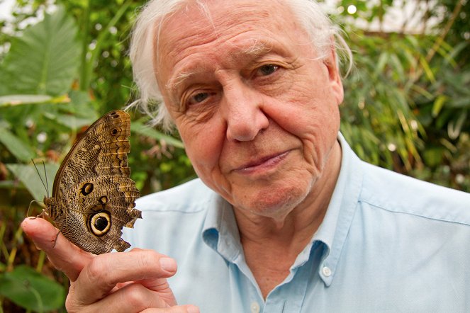 David Attenborough's Natural Curiosities - Magical Appearances - Do filme - David Attenborough