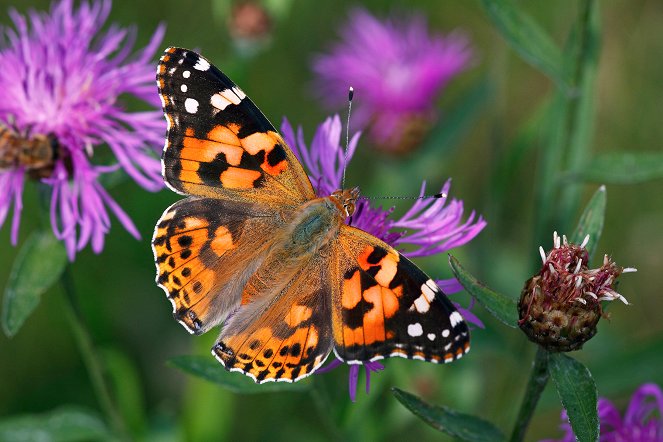 Kurioses aus der Tierwelt - Ein magischer Auftritt: Die Schwalbe und der Schmetterling - Filmfotos
